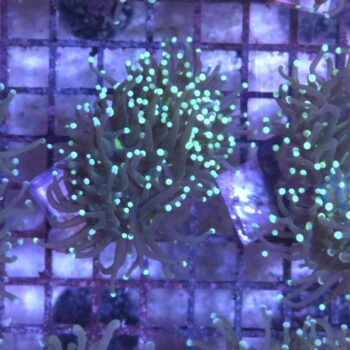 Euphyllia glabrescens K71