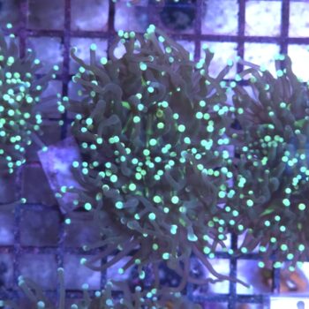 Euphyllia glabrescens K83