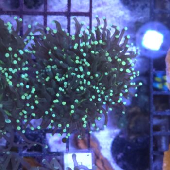 Euphyllia glabrescens N27