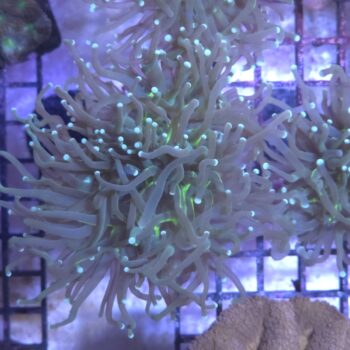Euphyllia glabrescens N95