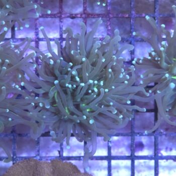 Euphyllia glabrescens K76