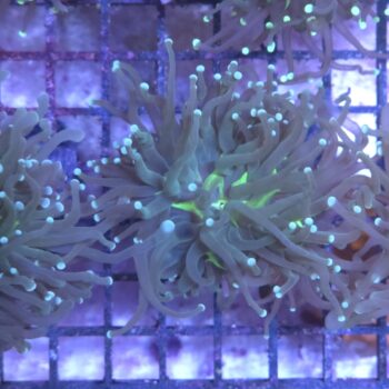 Euphyllia glabrescens N60