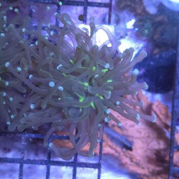 Euphyllia glabrescens K53