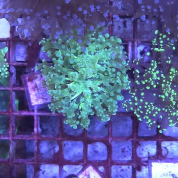 Euphyllia paradivisa Κ32