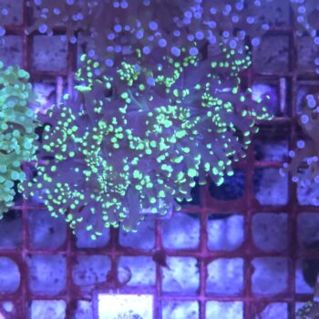 Euphyllia paradivisa Κ20