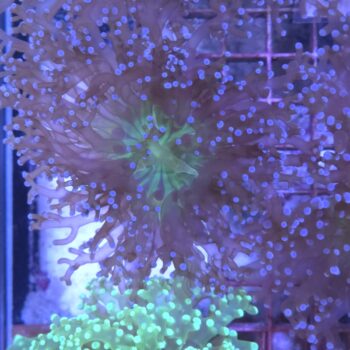 Euphyllia paradivisa G67