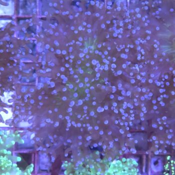 Euphyllia paradivisa N82