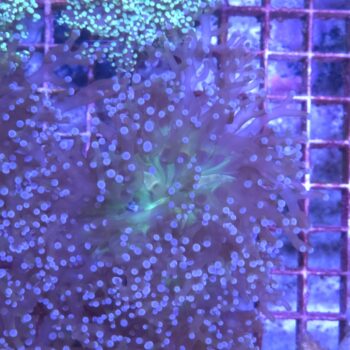 Euphyllia paradivisa N81