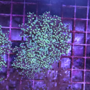 Euphyllia yaeyamensis N12