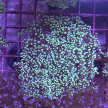 Euphyllia yaeyamensis 55