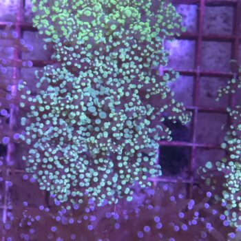 Euphyllia yaeyamensis N21