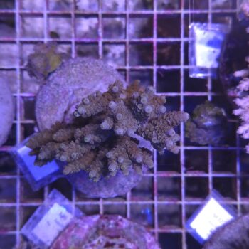 Acropora M29 (00003)