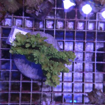 Acropora M18 (00002)