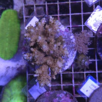 Acropora M2 (00004)