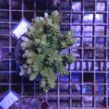 Acropora M32 (00005)
