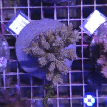 Acropora M48 (00005)