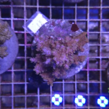 Acropora M14 (00005)
