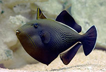 Melichthys indicus- Black Triggerfish Indian M