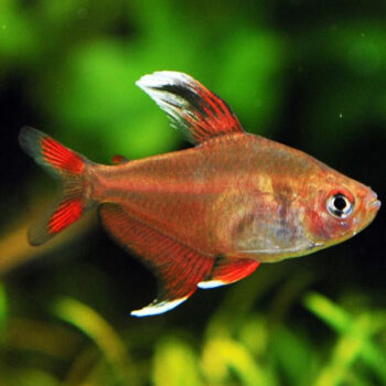 Hyphessobrycon rosaceus - Rosy Tetra M/L