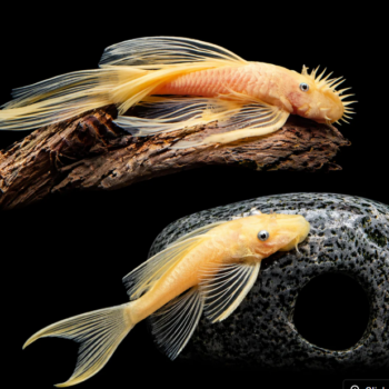 Ancistrus L144 sp. - Albino Bristlenose Pleco 5cm