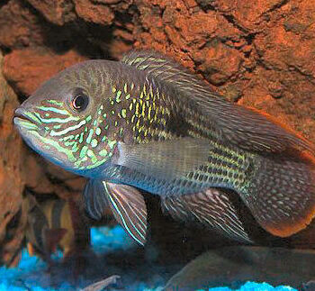 Andinoacara rivulatus- Green Terror 12-15cm