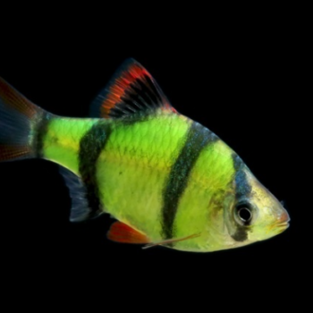 Capoeta tetrazona- Barbus Green 3cm