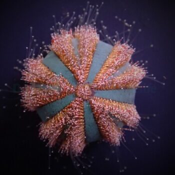 Mespilia globulus - Shortspined Globe Urchin ( Red Spine) S