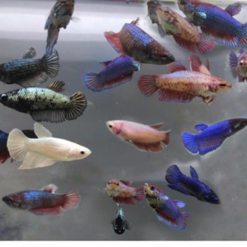 Betta splendens - Siamese Fighting Fish Super Delta Female
