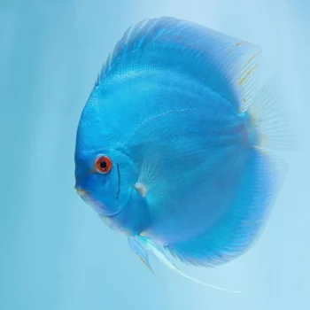 Symphysodon discus- Blue Diamond Discus 6-7cm