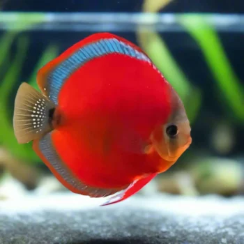 Symphysodon discus-Red Cover Discus 12cm