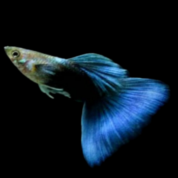 Poecilia reticulata- Sky Blue Male 3cm