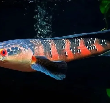 Channa marulioides - "Red Barito" Channa 7cm