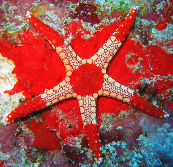 Fromia monilis- Orange Lurik Starfish