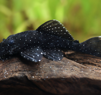 Ancistrus sp.- Spotted Ancistrus 5cm