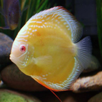 Symphysodon discus- Yellow Marlboro Discus 7.5cm