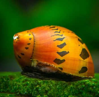 Neritina sp- Red Onion Snail