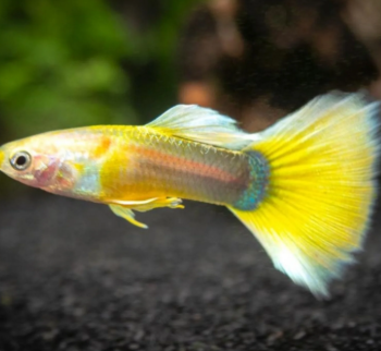 Poecilia reticulata- Platinum Yellowtail Guppy M