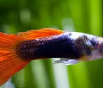 Poecilia reticulata- Metallic Redtail Guppy