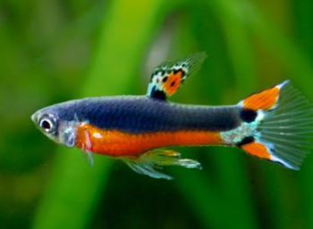 Poecilia wingei- Guppy Endler Santa Maria (Male) 2cm