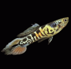 Poecilia wingei- Guppy Endler Yellow Tiger Red Belly (Male) 2cm