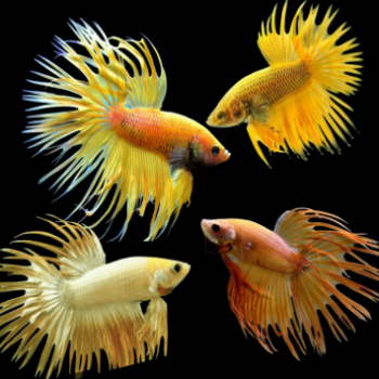 Betta splendens - Siamese Fighting Fish Yellow Crowntail Male 4-5cm