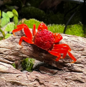 Geosesarma dennerle-Tomato Vampire Crab (Red Ruby)