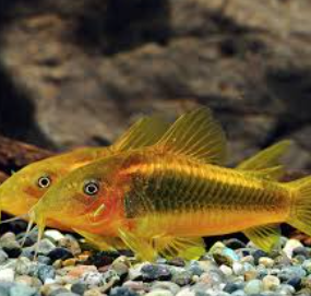 Corydoras aeneus- Corydoras Gold Laser CW010 2.5cm