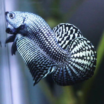 Betta splendens - Siamese Fighting Fish Alien Gray 3.5-4cm