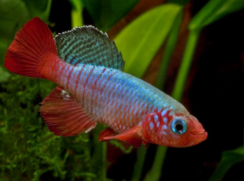 Nothobranchius rubripinnis- Redfin Nothobranchius (by pair) 3-4cm