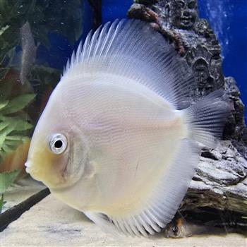Symphysodon discus- Snow White Discus 15 cm