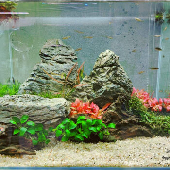 Iwagumi scape
