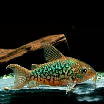 Corydoras pantanalensis - Pantana Cory M