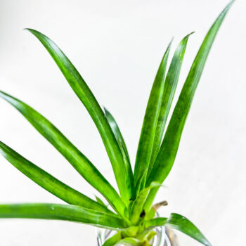 Vriesea airplants mix