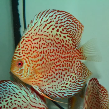 Symphysodon discus- Leopard Discus 15 cm
